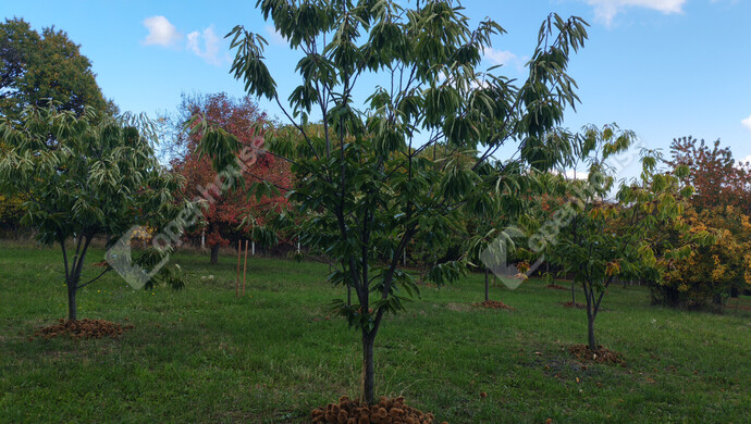 55. kép | Eladó Nyaraló, Nagykanizsa (#177970)