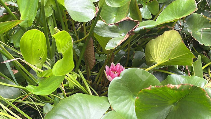 1. kép | Eladó Telek, Zalalövő (#178307)