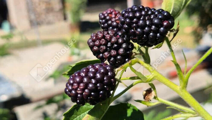 2. kép | Eladó Telek, Zalalövő (#178307)