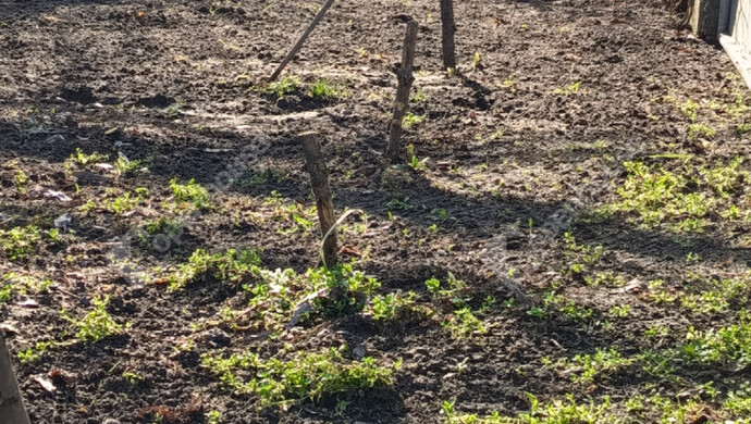 24. kép | Dísznövény | Eladó Nyaraló, Szeged (#179659)