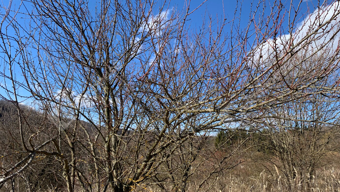 31. kép | Eladó Nyaraló, Homokkomárom (#179898)