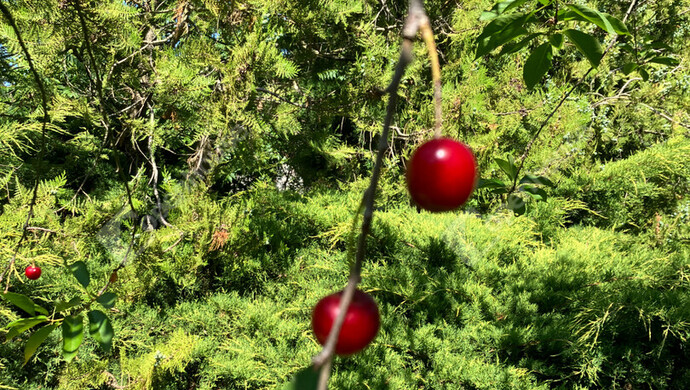 24. kép | Eladó Zárt kert, Bőny (#180133)