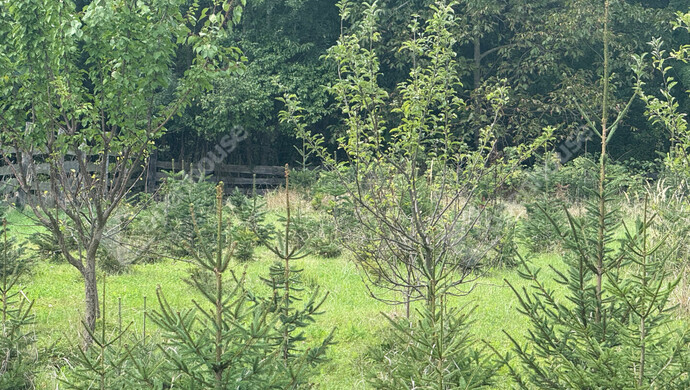 37. kép | Eladó Telek, Kustánszeg (#176957)