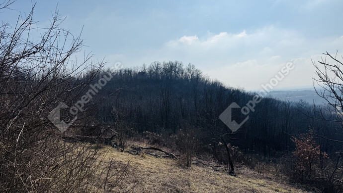 13. kép | Eladó Családi ház, Hollád (#177734)