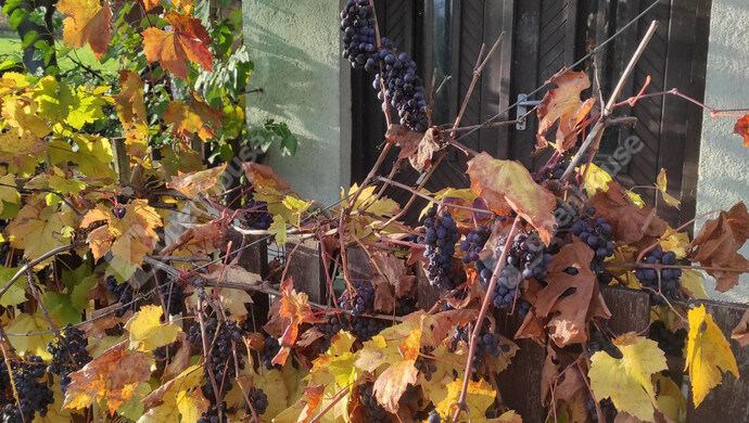 3. kép | Eladó Családi ház, Kéthely (#177851)