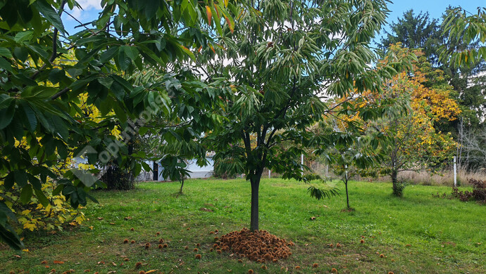 75. kép | Eladó Nyaraló, Nagykanizsa (#177970)