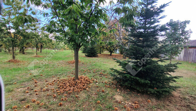 36. kép | Eladó Nyaraló, Nagykanizsa (#177970)