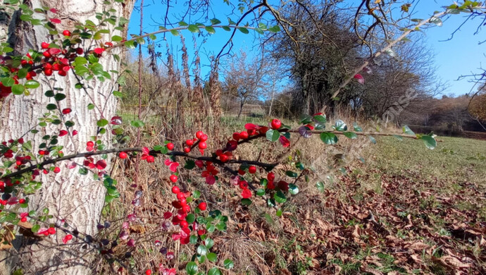 2. kép | Eladó Zárt kert, Zalaegerszeg (#69558)