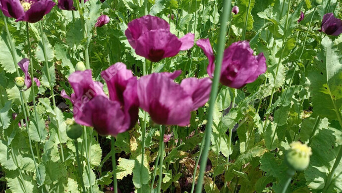 7. kép | Eladó Zárt kert, Ságvár (#178272)