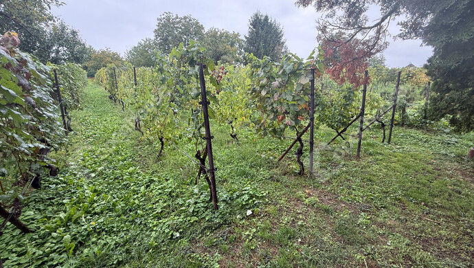 30. kép | Eladó Zárt kert, Zalaegerszeg (#177101)