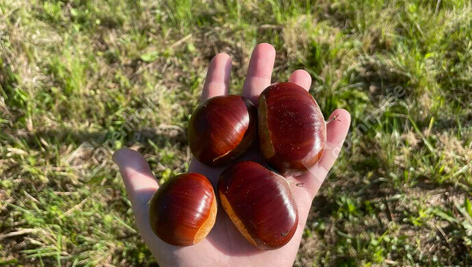 59. kép | Eladó Nyaraló, Nagykanizsa (#177970)