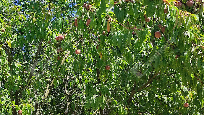 60. kép | Eladó Nyaraló, Szepetnek (#176202)