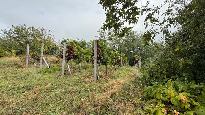 26. kép | Eladó Zárt kert, Nagykapornak (#176803)