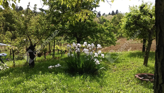 2. kép | Telek | Eladó Zárt kert, Zalaegerszeg (#176917)