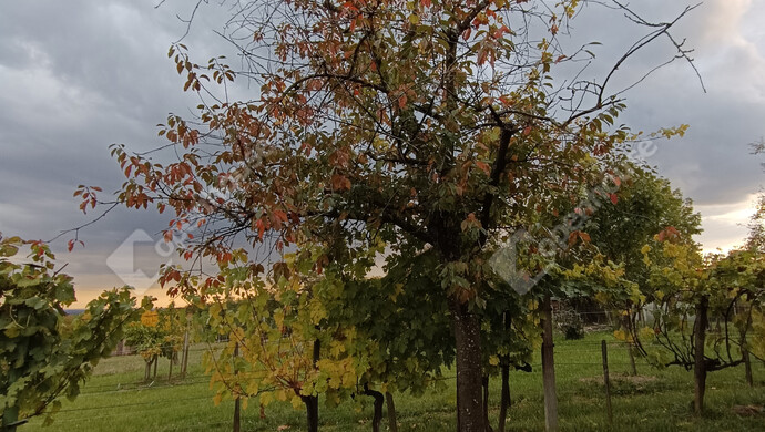 14. kép | Eladó Családi ház, Letenye (#178074)