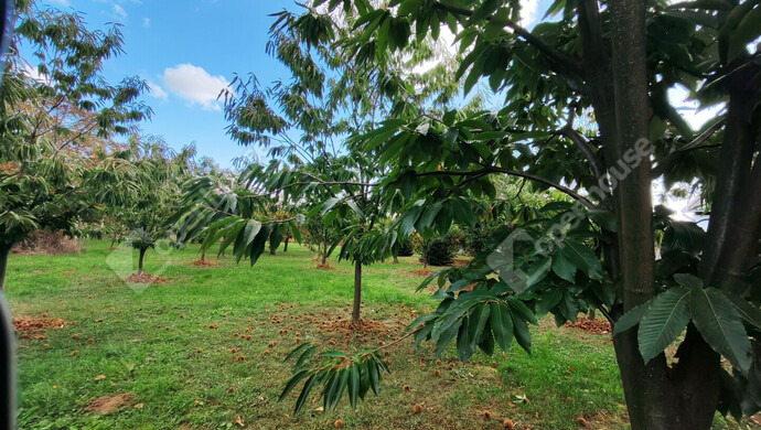 34. kép | Eladó Nyaraló, Nagykanizsa (#177970)