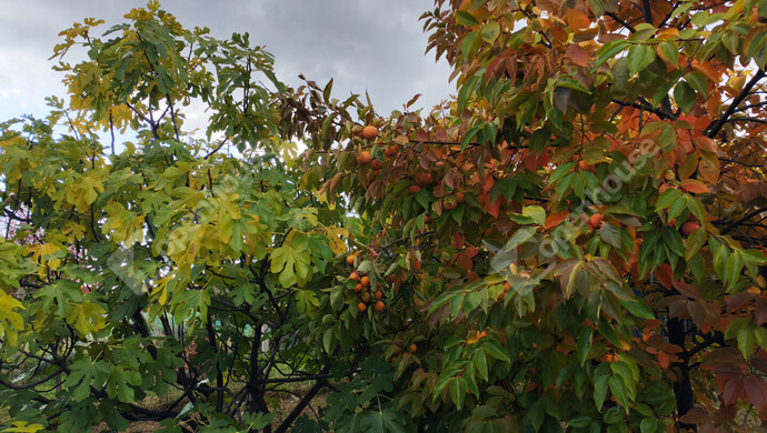 71. kép | Eladó Nyaraló, Nagykanizsa (#177970)