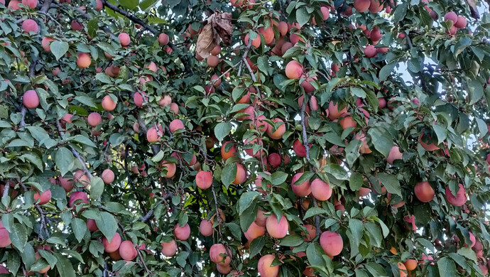 28. kép | Eladó Családi ház, Noszlop (#180715)