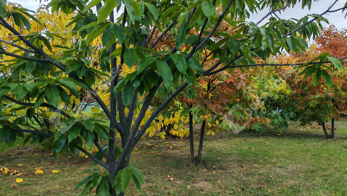 69. kép | Eladó Nyaraló, Nagykanizsa (#177970)