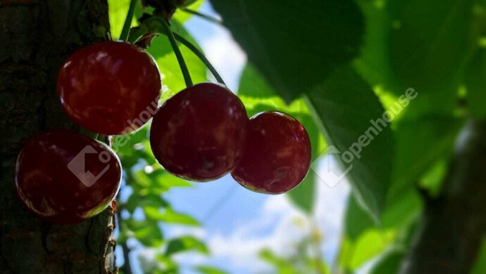 10. kép | Eladó Zárt kert, Lenti (#179558)