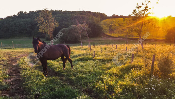 5. kép | Eladó Telek, Hagyárosbörönd (#179152)