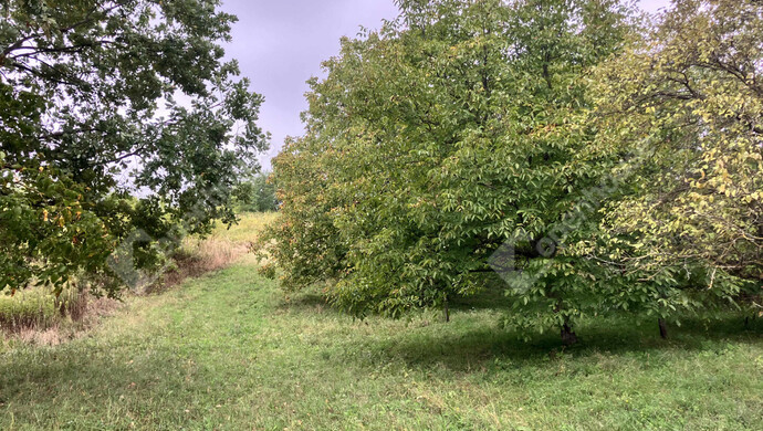 3. kép | Eladó Telek, Vöckönd (#177206)