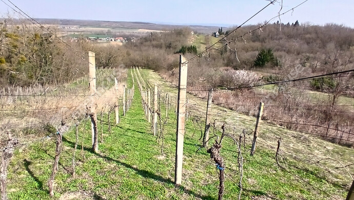 11. kép | Eladó Zárt kert, Nagypáli (#180466)