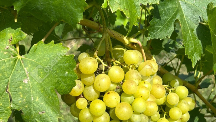 8. kép | Eladó Nyaraló, Somlóvásárhely (#178989)