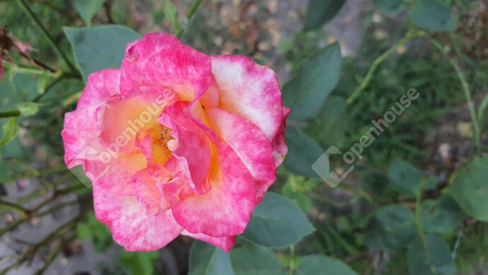 4. kép | Eladó Sorház, Budapest XIX. Ker. (#176083)