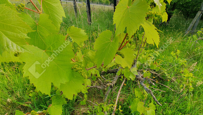 28. kép | Eladó Nyaraló, Nagybakónak (#181849)