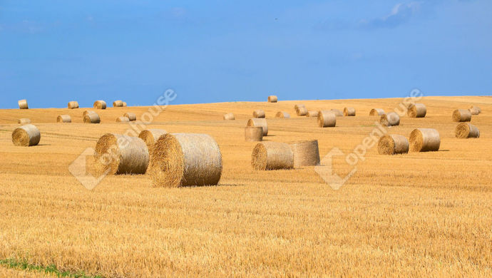 0. kép | Eladó Mezőgazdasági, Mezőhegyes (#146667)