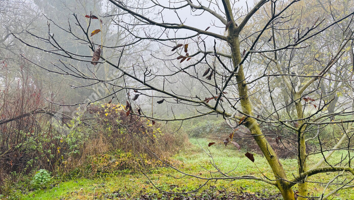 5. kép | Eladó Telek, Söjtör (#178422)