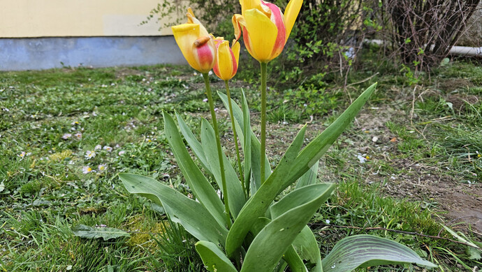 7. kép | Eladó Családi ház, Szőlősgyörök (#179158)