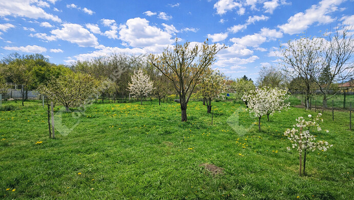 3. kép | Gyümölcsös | Eladó Családi ház, Sárszentmihály (#181087)