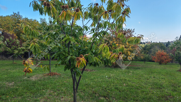 57. kép | Eladó Nyaraló, Nagykanizsa (#177970)