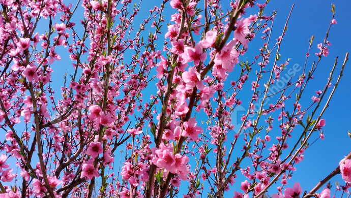 9. kép | Eladó Családi ház, Marcaltő (#177218)