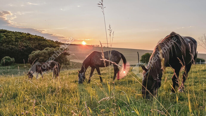 8. kép | Eladó Telek, Hagyárosbörönd (#179152)