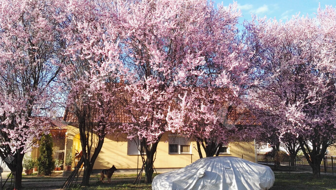 53. kép | Eladó Családi ház, Szőlősgyörök (#179158)