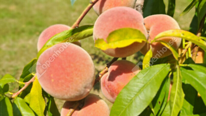 15. kép | Eladó Zárt kert, Lenti (#179558)