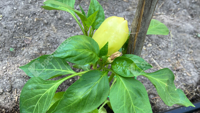 25. kép | Eladó Zárt kert, Bőny (#180133)