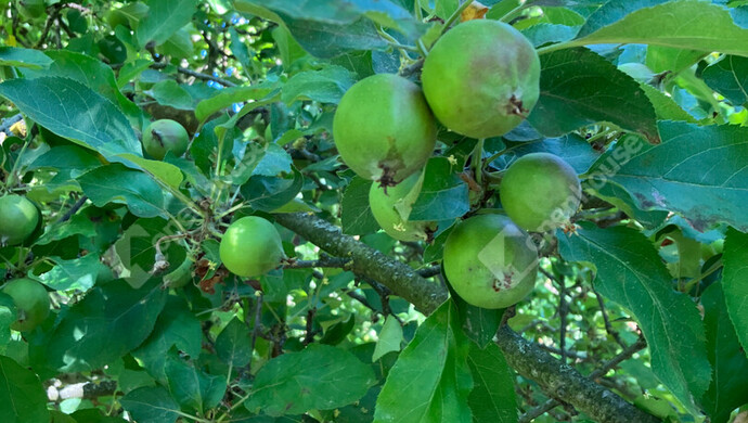 23. kép | Eladó Zárt kert, Bőny (#180133)