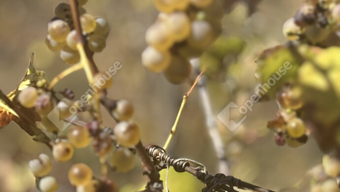 11. kép | Eladó Családi ház, Ádánd (#177301)