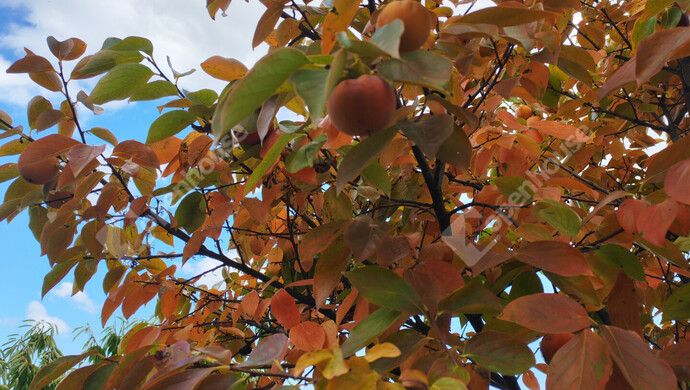 47. kép | Eladó Nyaraló, Nagykanizsa (#177970)