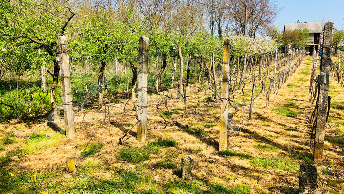 31. kép | Eladó Nyaraló, Murakeresztúr (#181161)