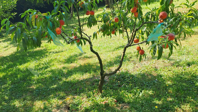 13. kép | Eladó Zárt kert, Lenti (#179558)