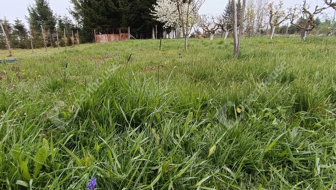 44. kép | Eladó Családi ház, Nagykanizsa (#181326)