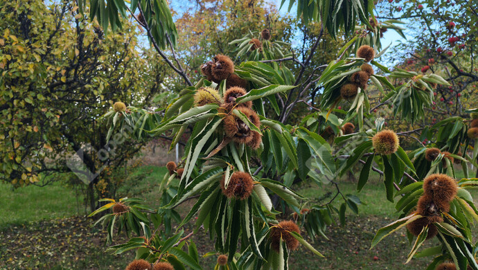 40. kép | Eladó Nyaraló, Nagykanizsa (#177970)