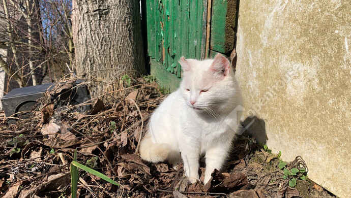 40. kép | Eladó Nyaraló, Homokkomárom (#179898)