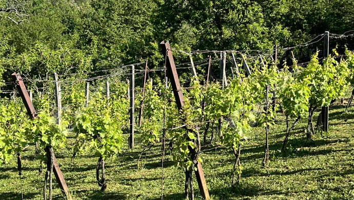 19. kép | Eladó Zárt kert, Csatár (#177399)