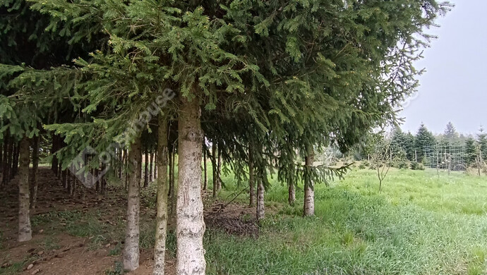 42. kép | Eladó Családi ház, Nagykanizsa (#181326)